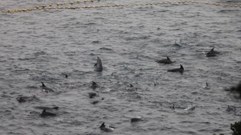 Taiji : les chasseurs prennent au piège plus de 200 dauphins dans la "baie de la honte"