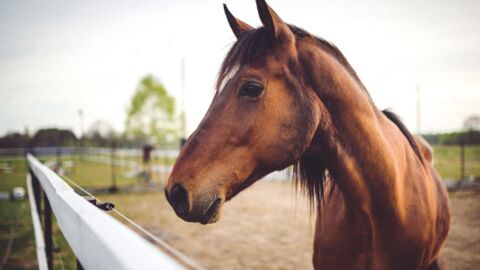 Les chevaux sont bien capables de communiquer avec les humains