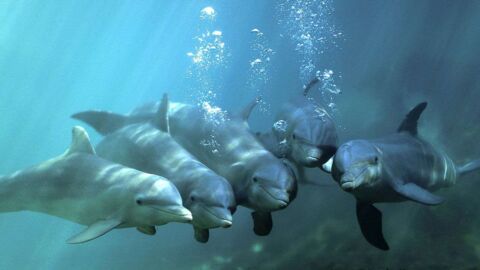 Les dauphins échangeraient des conversations comme les humains