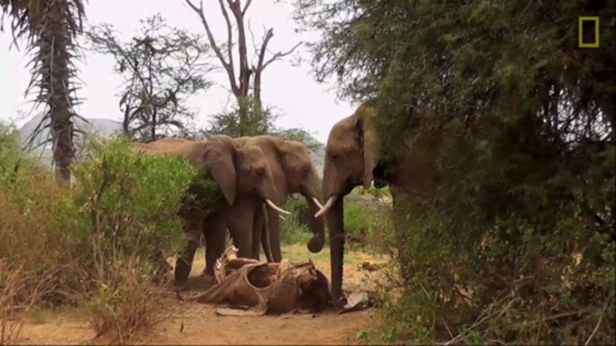les-l-phants-connaissent-ils-le-deuil