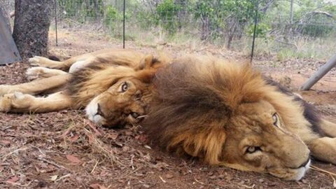 Deux lions de cirque transférés dans un sanctuaire en Afrique retrouvés morts