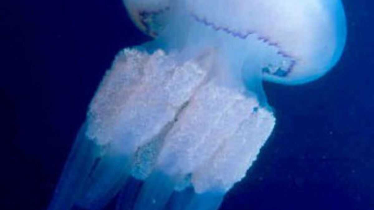 Piqûres de méduse : symptômes, traitement, définition 