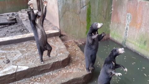 Une vidéo dévoilant des ours décharnés dans un zoo indonésien suscite l'indignation