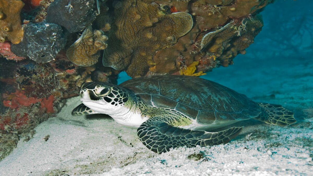 Bougie de soja tortue de mer, nouvelle famille de tortues de mer