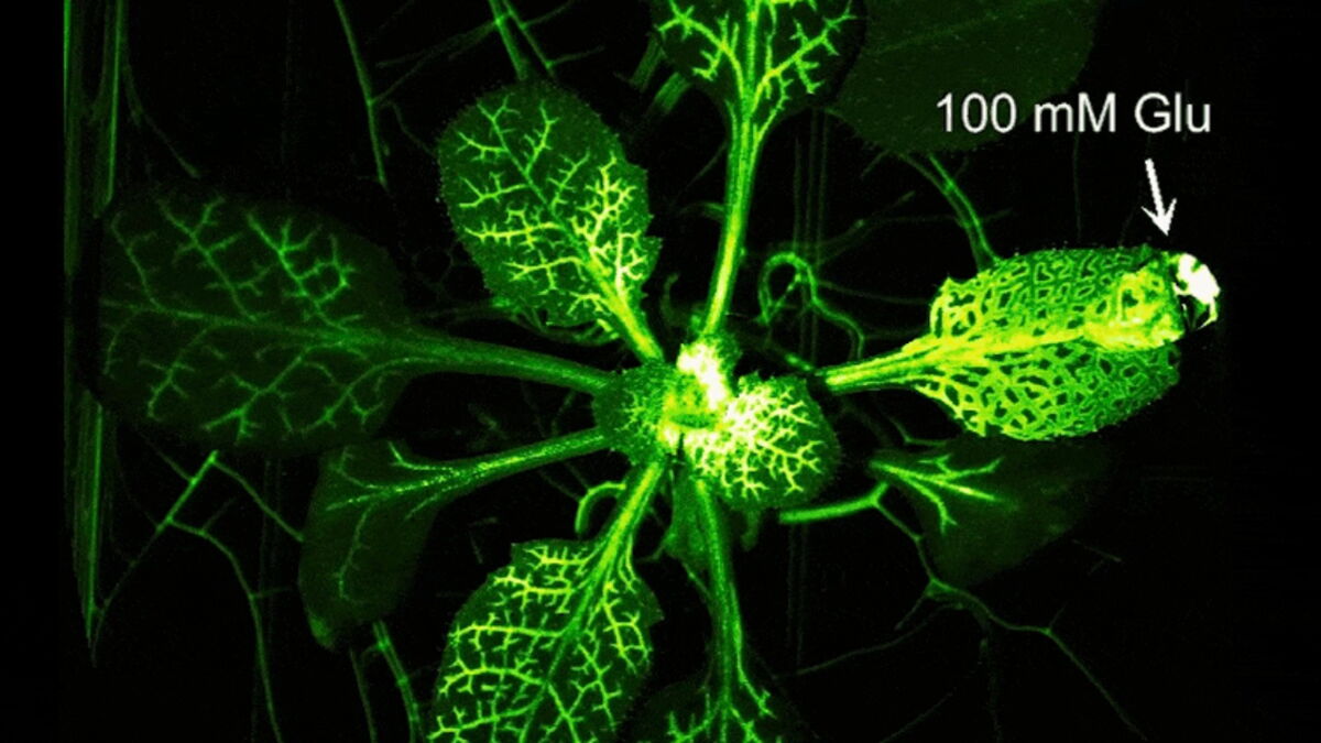 L'incroyable réaction d'une plante lorsqu'elle est attaquée