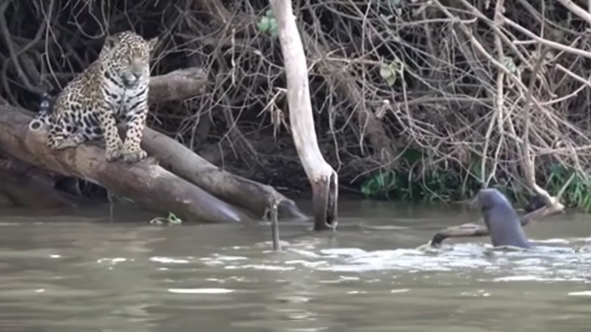 Le jaguar, un prédateur semi-aquatique