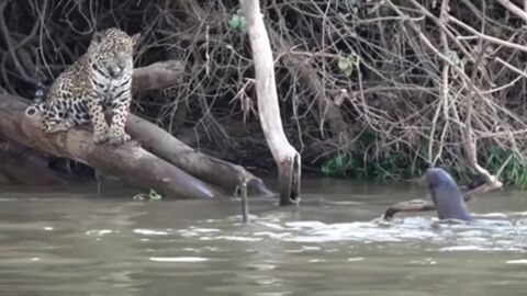 Quand des loutres géantes tiennent tête à des jaguars au Brésil