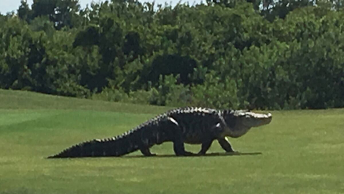 Chubbs, le gigantesque alligator a rendu une nouvelle visite à un