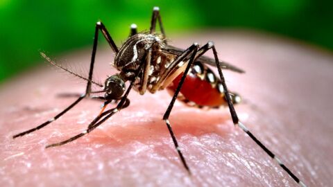 Cette société compte libérer 20 millions de moustiques dans une ville américaine