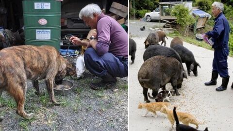 Naoto Matsumura, le Japonais retourné vivre à Fukushima pour s’occuper des animaux abandonnés