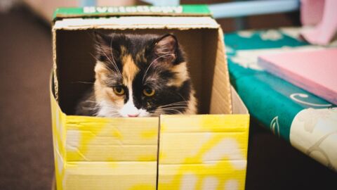 Pourquoi les chats aiment-ils se mettre dans des boites ?