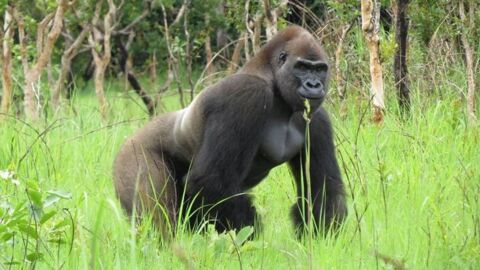 Quatre gorilles retrouvent leur liberté dans une réserve naturelle du Congo