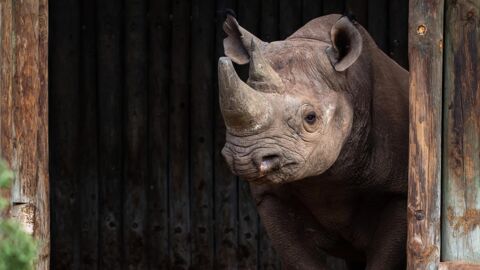 Le rhinocéros noir fait son retour au Tchad après 50 ans de disparition
