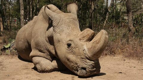 Sudan, le dernier mâle rhinocéros blanc du Nord pourrait bientôt mourir au Kenya