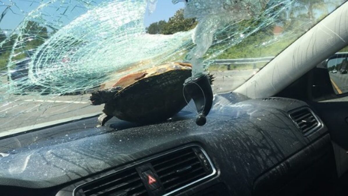 Tortue de mer suspendue, ornements pour véhicule de voiture