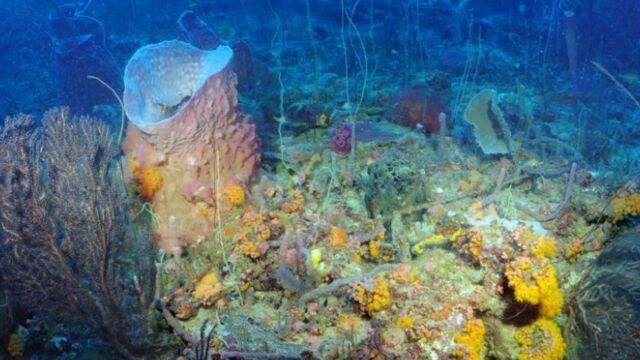 Des chercheurs découvrent une rare «planète océan»