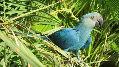 Un perroquet bleu qu'on pense éteint dans la nature réapparait au Brésil