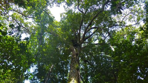 Le plus grand arbre tropical au monde découvert dans une forêt de Bornéo