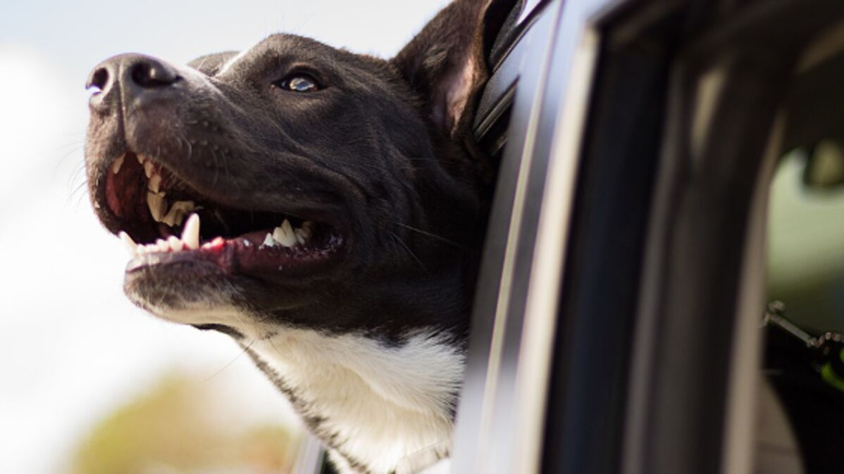 Peut-on vraiment casser la vitre d'une voiture si un chien est