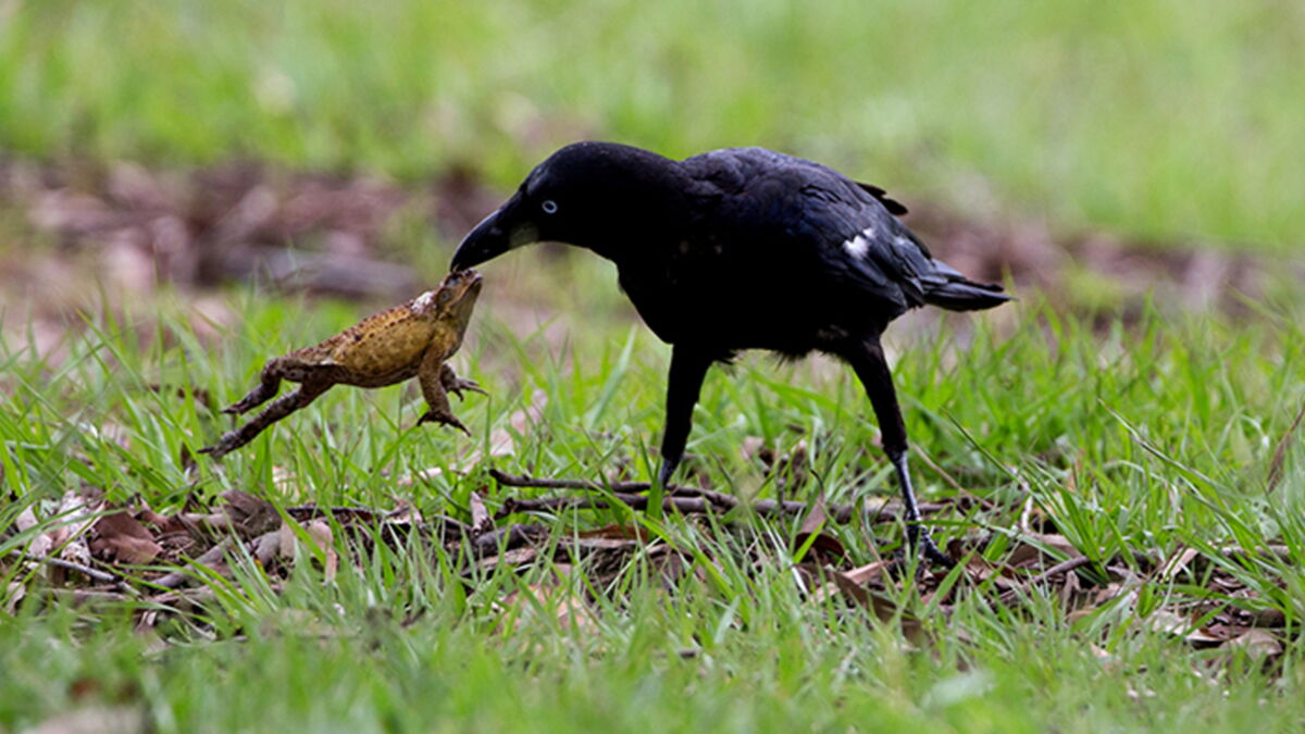Les corbeaux de Torres ont trouvé la tactique pour tuer les crapauds buffles sans s