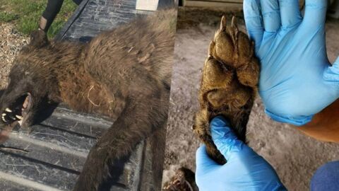 Un étrange animal abattu dans le Montana confond les spécialistes des loups