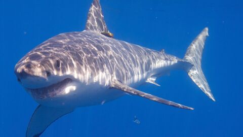 Voilà pourquoi vous ne verrez jamais de grand requin blanc dans un aquarium