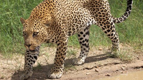Un comportement rare observé chez des léopards en Afrique du Sud