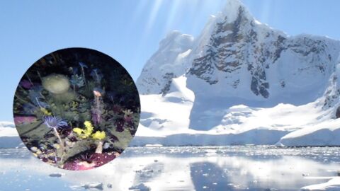 Un incroyable monde coloré découvert caché sous la glace de l'Antarctique