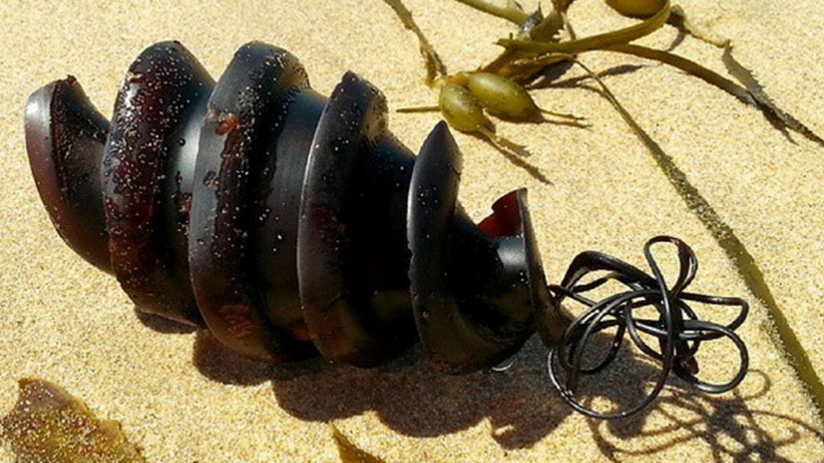 D’étranges objets échoués sur des plages intriguent les promeneurs