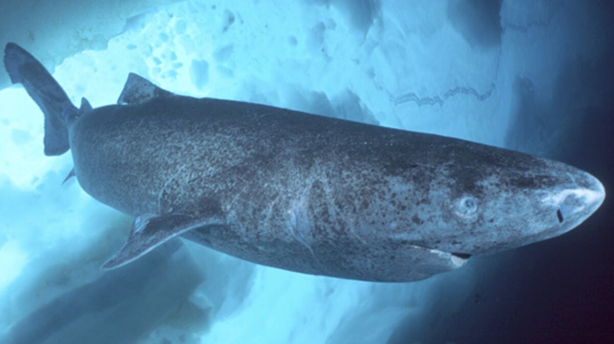 Des chercheurs ont-ils réellement découvert un requin du Groenland de 512  ans ?