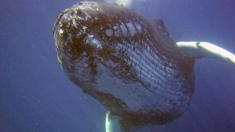 Comment Les Baleines Ont Elles Atteint Une Taille Aussi Gigantesque