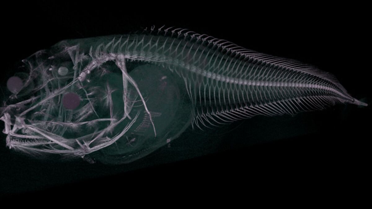 Tres extraños peces fantasma descubiertos en las profundidades de Chile