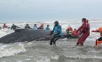 L’incroyable Sauvetage D’un Requin-baleine Piégé Dans Un Filet