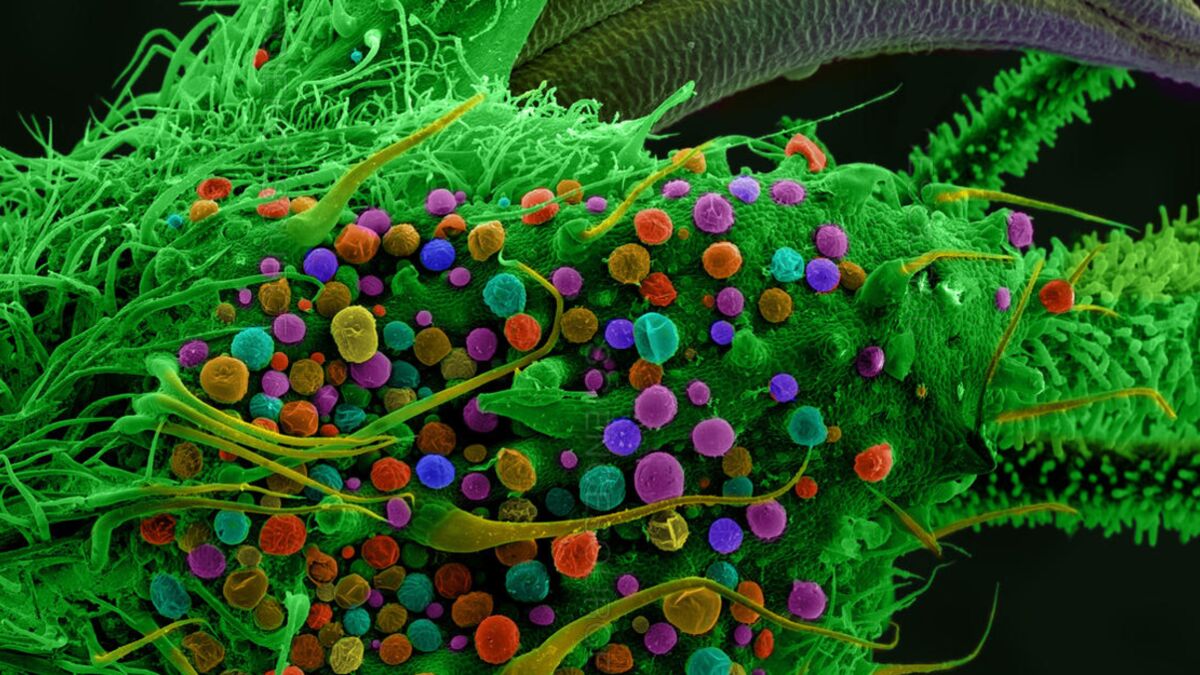 Cannabis voilà à quoi ressemble la marijuana vue au microscope