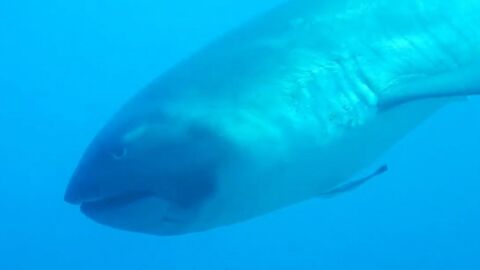 Un rarissime requin grande-gueule filmé dans les profondeurs au large de l'Indonésie