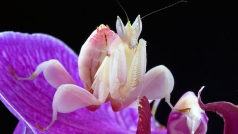 L'incroyable technique de camouflage de la mante orchidée