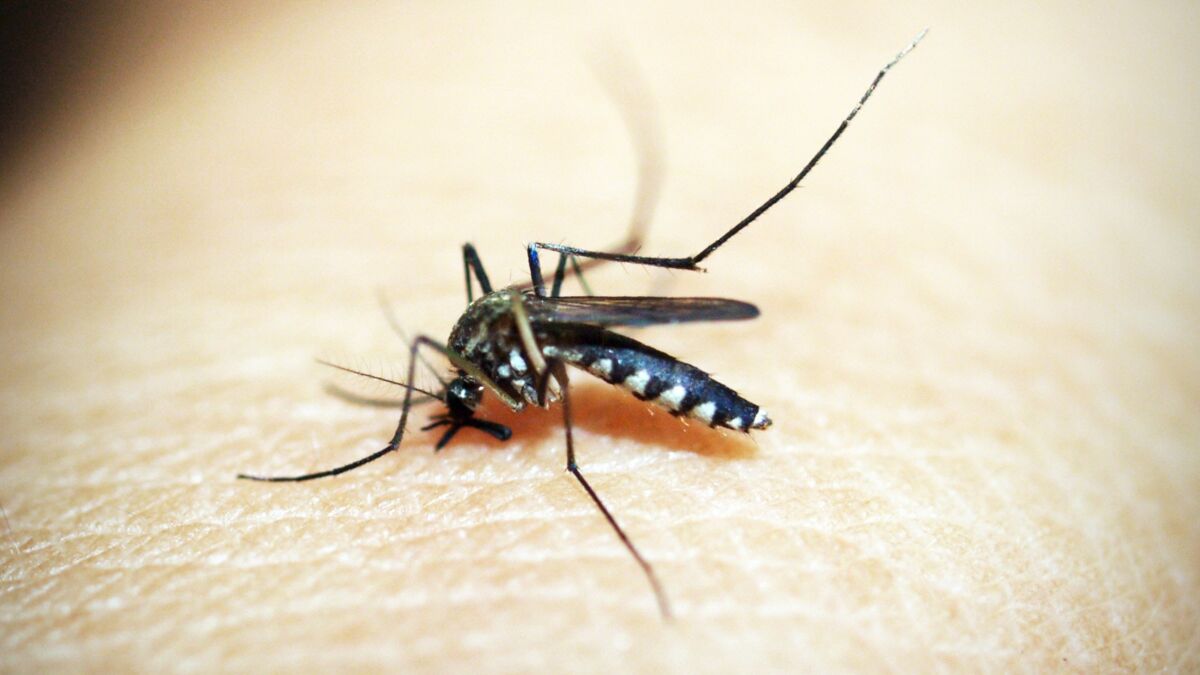 Envie de tuer tous les moustiques ? Voici pourquoi il ne vaut mieux pas -  Les Éclaireurs
