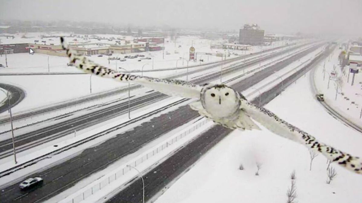 Insolite : Quand une caméra capturait Hedwige, la chouette Harfang de Harry  Potter