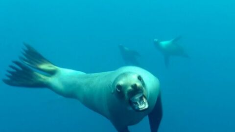 Quand un plongeur se fait attaquer par un lion de mer (Vidéo)