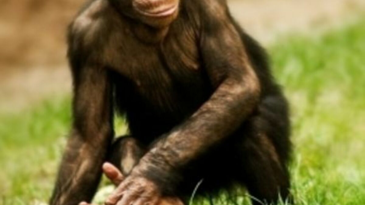 Chez les chimpanzés, jeter ses selles est un signe d'intelligence