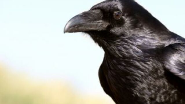 Le corbeau : découvrez son intelligence et ses capacités insolites