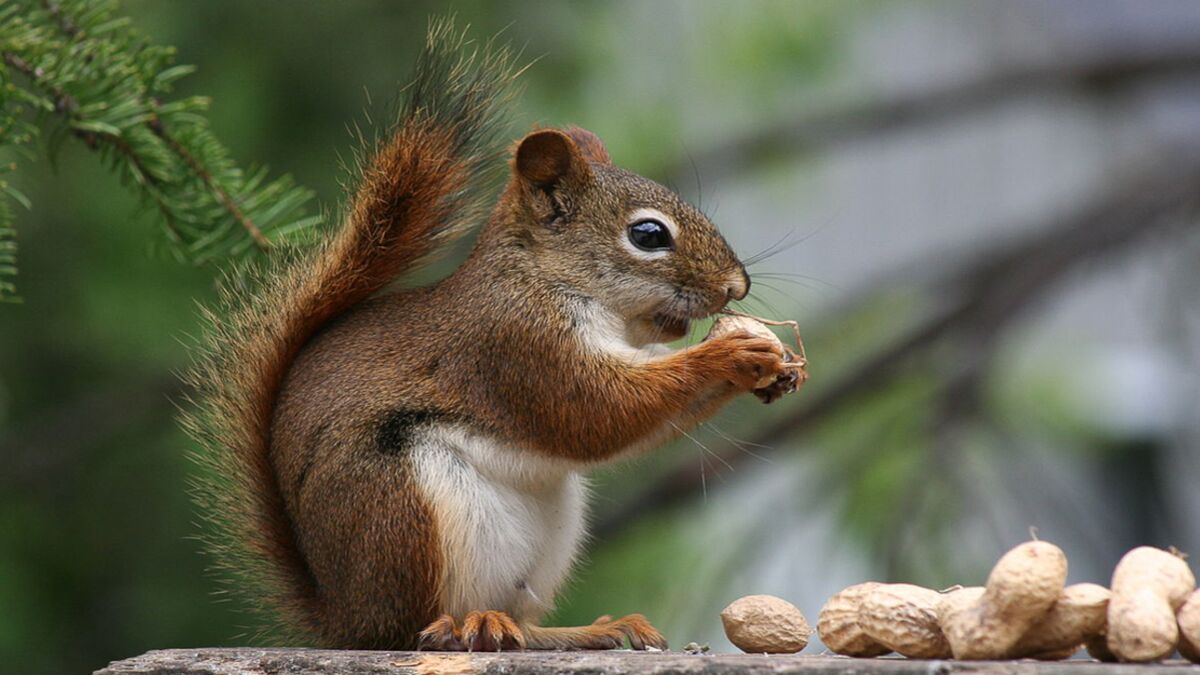 Quelle est la nourriture préférée de l'Écureuil ? - SOS ECUREUIL