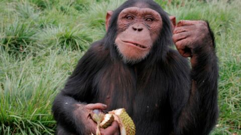 En 25 ans, le virus Ebola a tué le tiers des gorilles et chimpanzés du monde