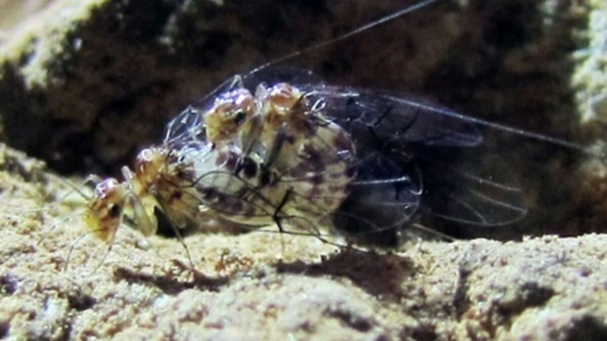 Chez cet étrange insecte, la femelle a un "pénis" et le mâle un "vagin"