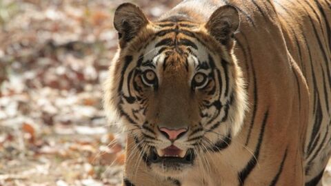 Planète tigre : "la carcasse d'un tigre sauvage se vend jusqu'à 150 000 euros"