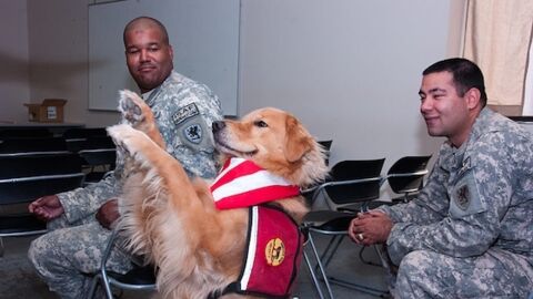 Zoothérapie : des chiens pour aider les militaires à surmonter leurs traumatismes