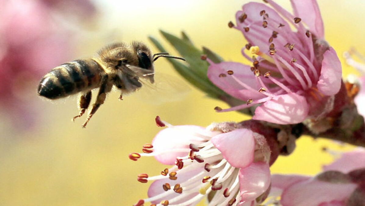 Paysage De Printemps Avec Animaux Les merveilles du printemps révélées par vos photos