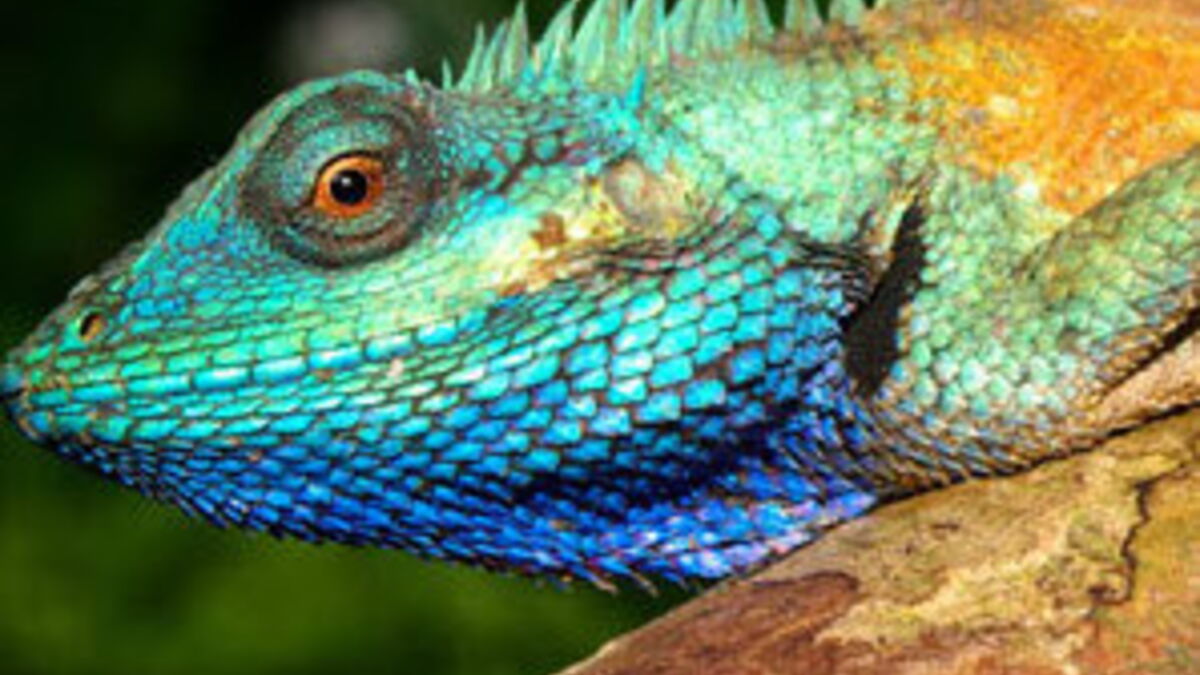 Une nouvelle espèce de lézard aux couleurs changeantes découverte au Vietnam