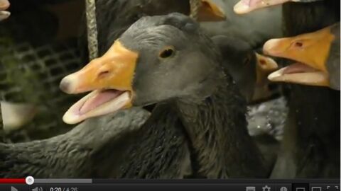 Foie gras : la PETA dénonce des pratiques cruelles envers des oies en France