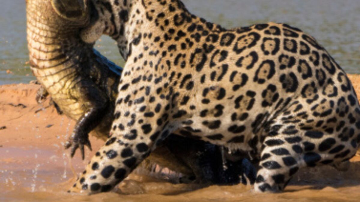 Est-ce qu'un jaguar peut chasser un caïman ? - Quora